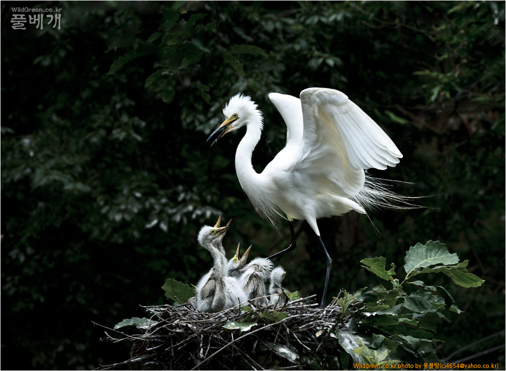 쇠백로7029(15-11)-a(h).jpg : 쇠백로