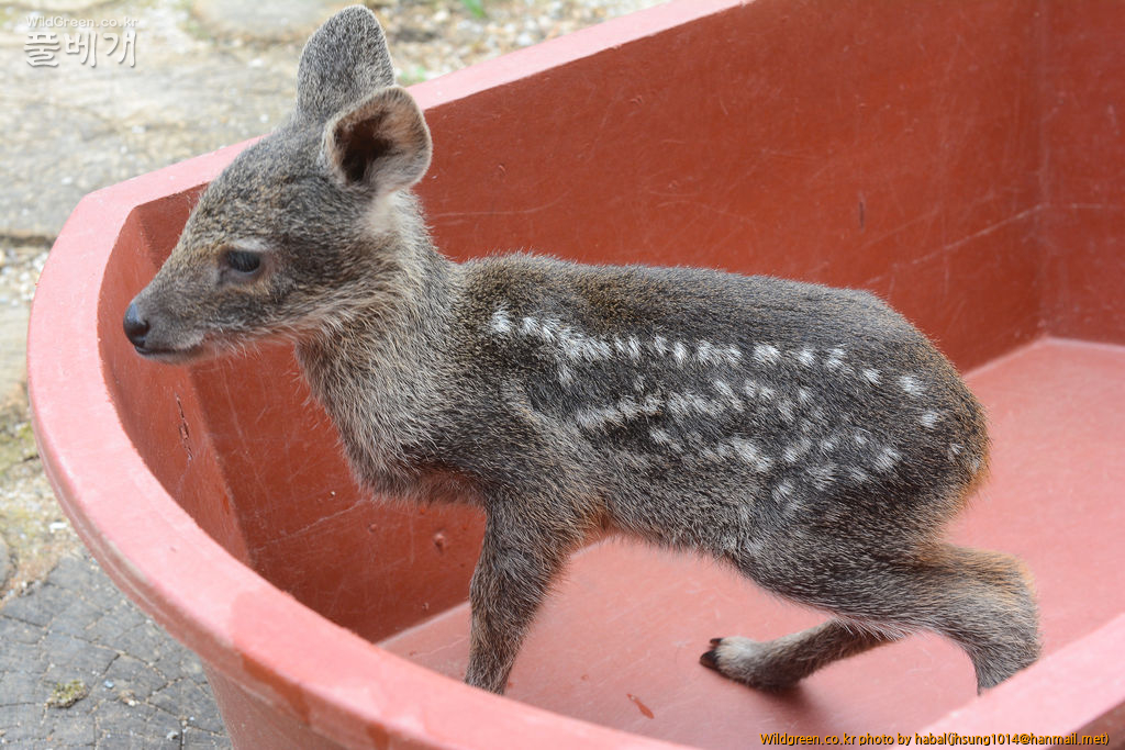 DSC_6547-1.jpg : 고라니 DSC_6547-1.jpg : 고라니