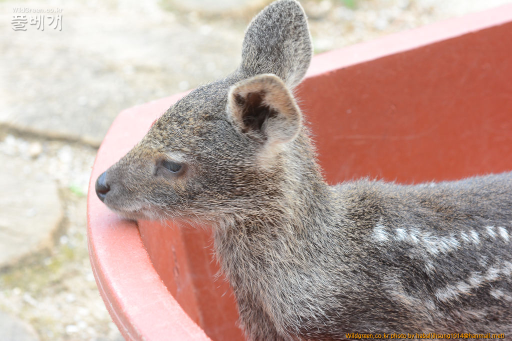 DSC_6548-1.jpg : 고라니 DSC_6548-1.jpg : 고라니