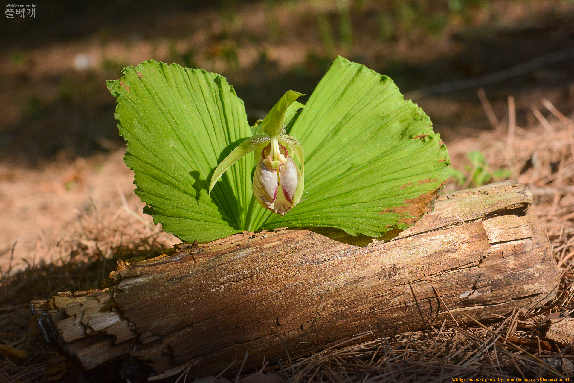 광릉요강 (3).jpg