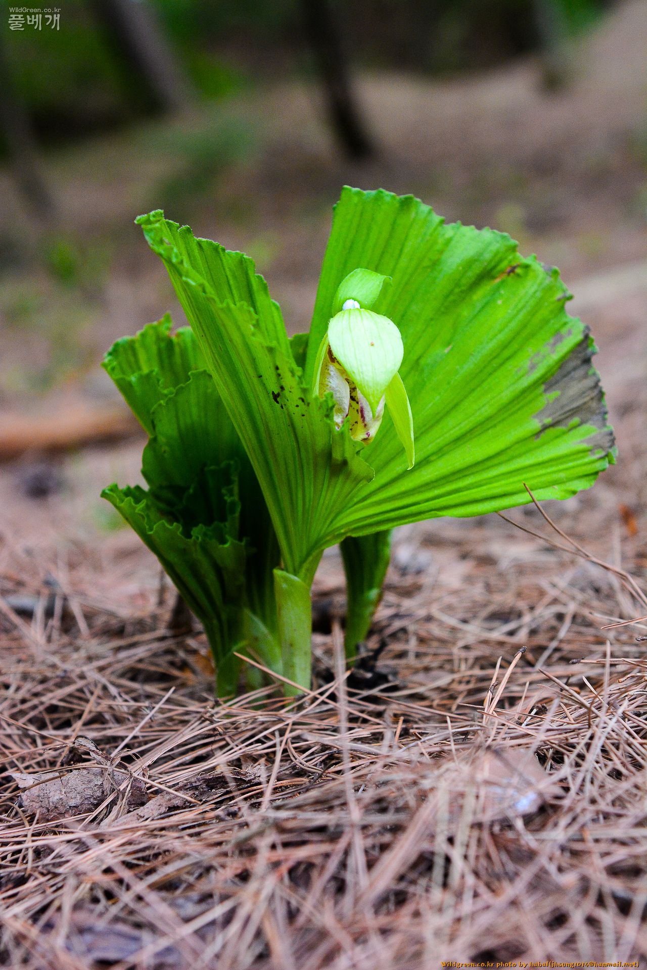 광릉요강꽃 (2).jpg