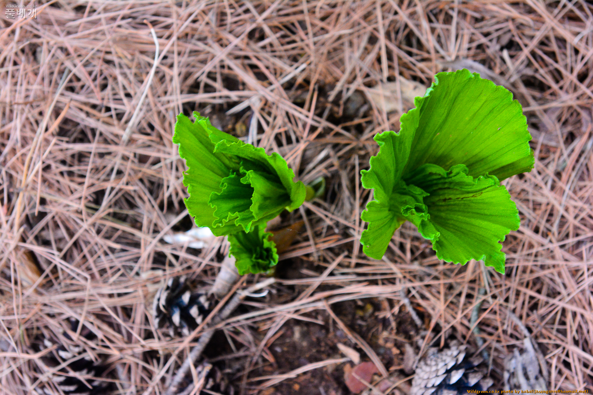 광릉요강꽃 (4).jpg