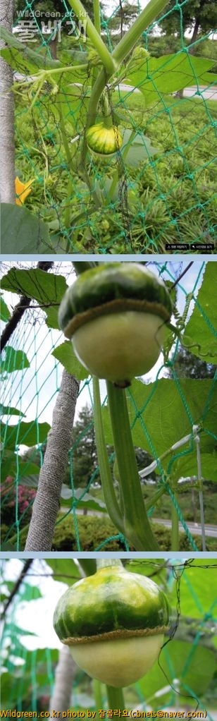 2013-01-15 23;42;14.jpg : 화초호박