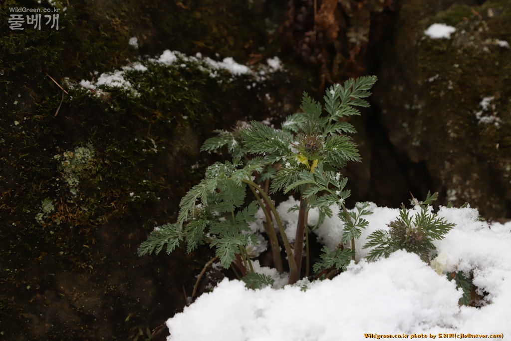 cjle190316 천마산 산괴불주머니 Corydalis speciosa 9554.JPG