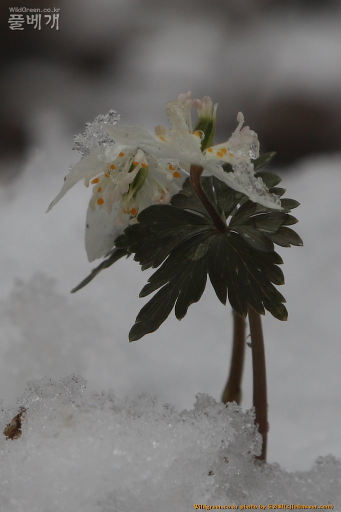 cjle190316 천마산 너도바람꽃 Eranthis stellata 9623-1.JPG