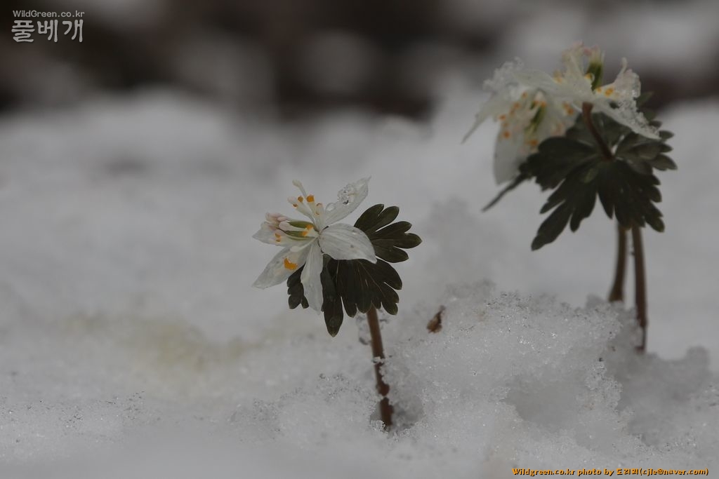 cjle190316 천마산 너도바람꽃 Eranthis stellata 9625-1.JPG