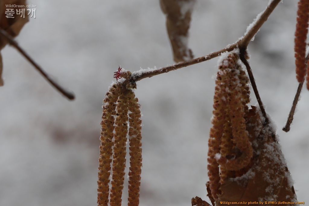 cjle190316 천마산 개암나무 Corylus hterophylla 9544-1.JPG