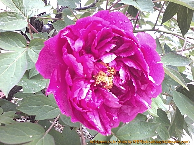 사진150419_028.jpg : 모란