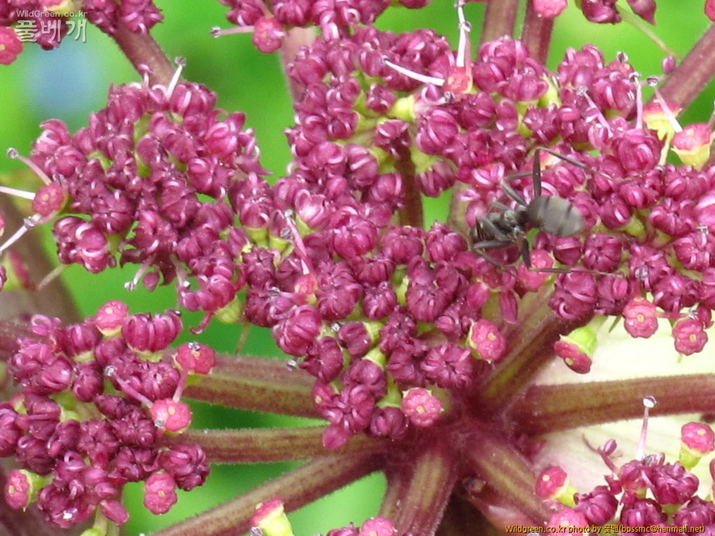 바디나물 (2).JPG : 바디나물