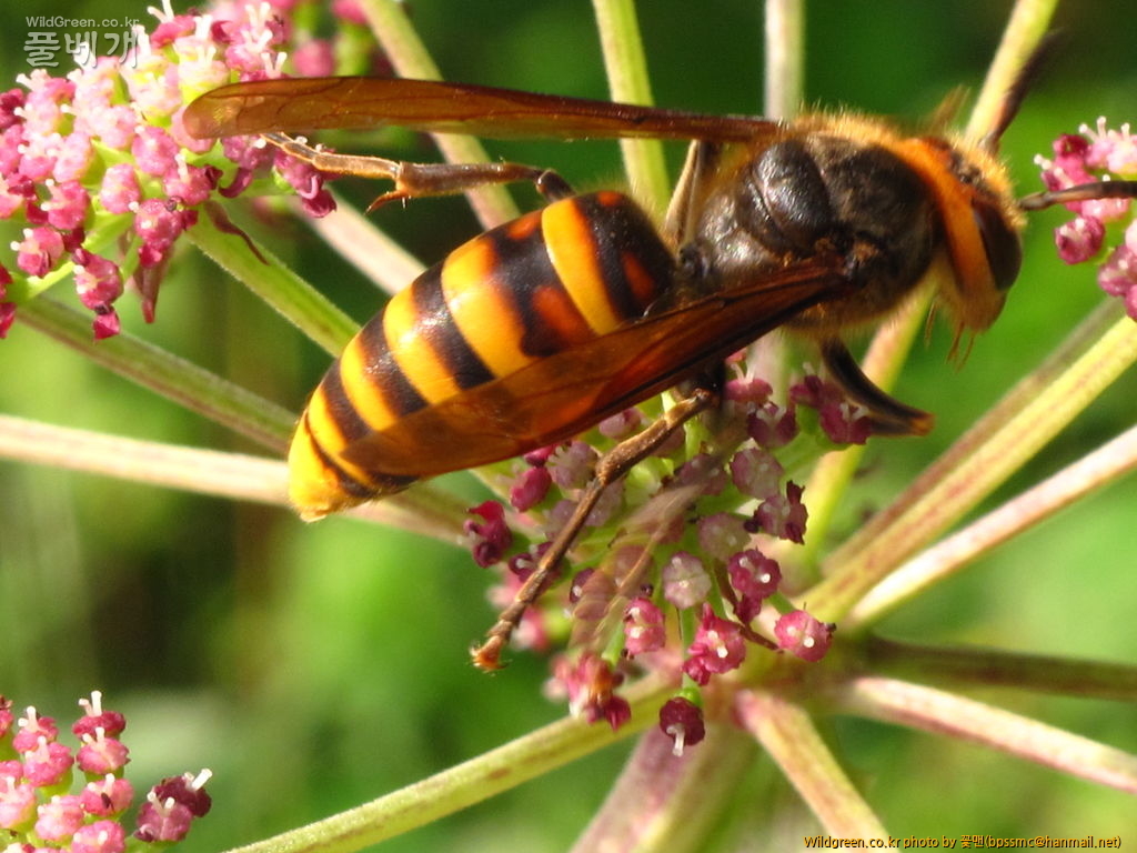 IMG_7265.JPG : 바디나물