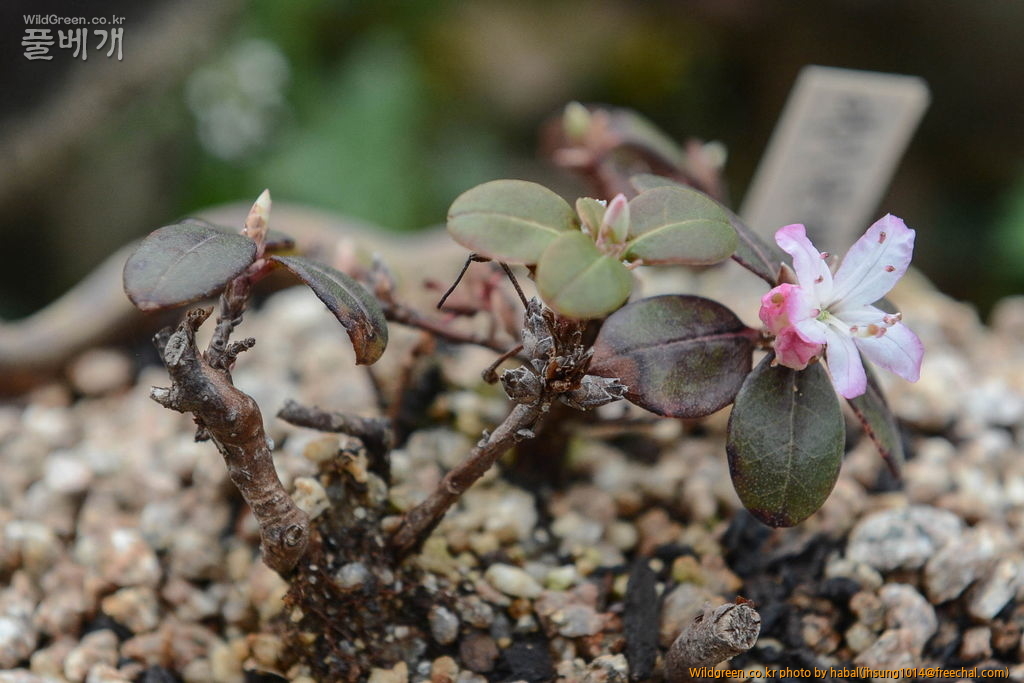 만병초-미니 (2).jpg : mini-만병초 만병초-미니 (2).jpg : mini-만병초