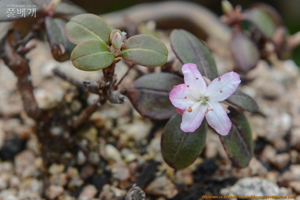 만병초-미니 (3).jpg : mini-만병초 만병초-미니 (3).jpg : mini-만병초