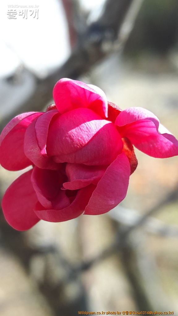 20170211_101710.jpg : 복수초.흰매실나무.영춘화외