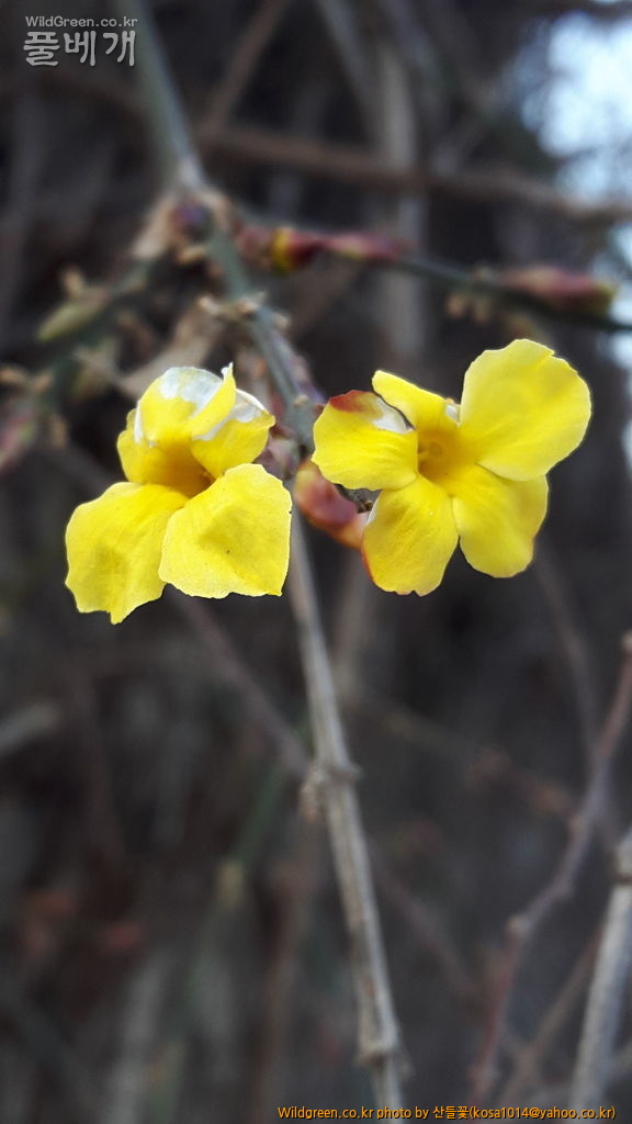 20170208_081232.jpg : 복수초.흰매실나무.영춘화외