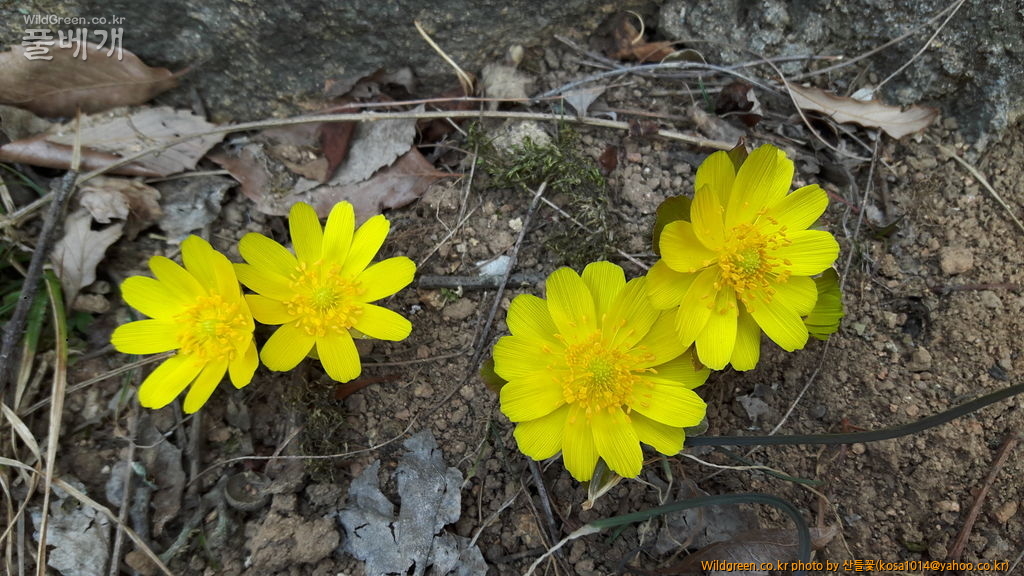 20170216_135256.jpg : 복수초.흰매실나무.영춘화외