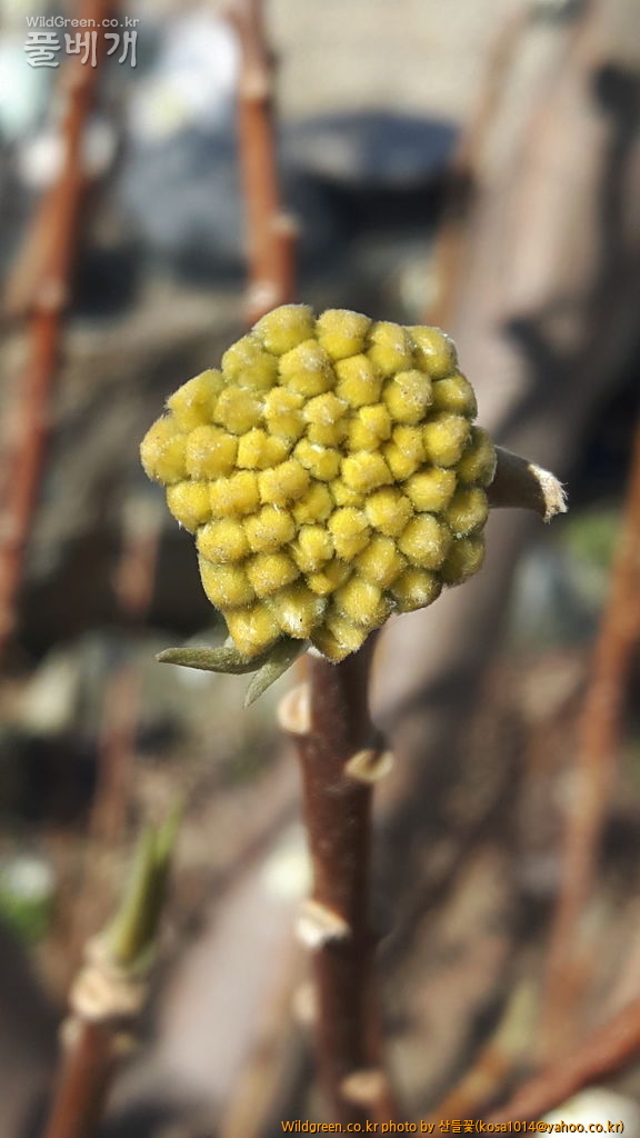 20170204_123805.jpg : 복수초.흰매실나무.영춘화외