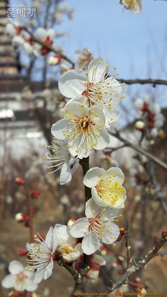 20170208_093941.jpg : 복수초.흰매실나무.영춘화외