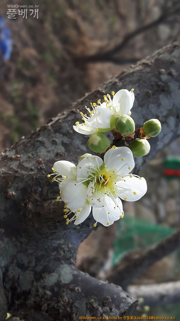 20170208_093912.jpg : 복수초.흰매실나무.영춘화외