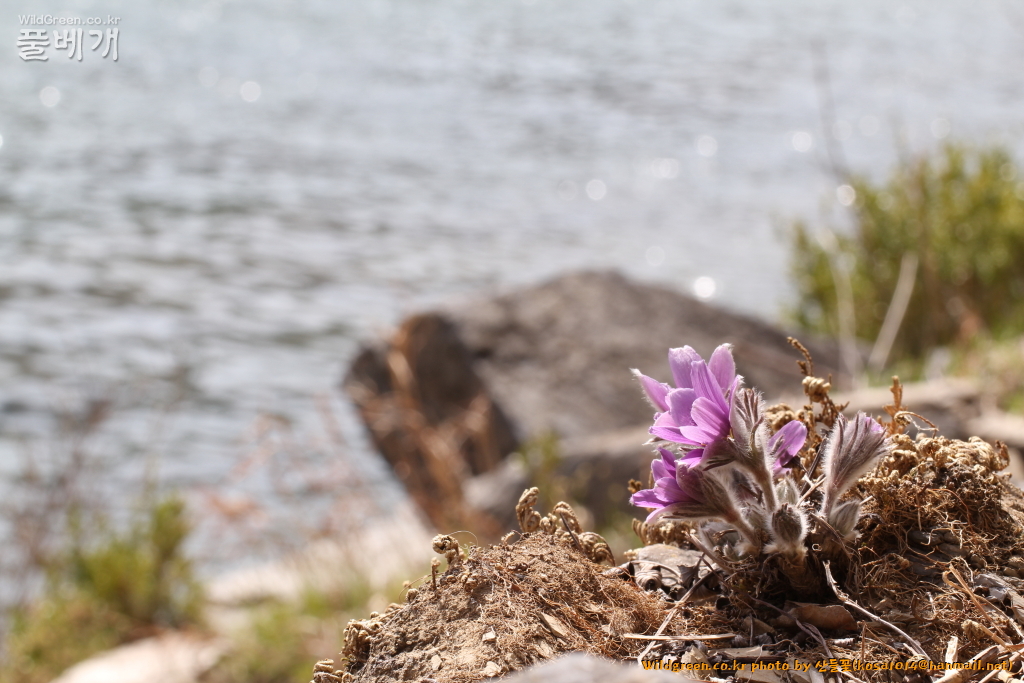 2021.03.23 동강할미꽃 (22).JPG