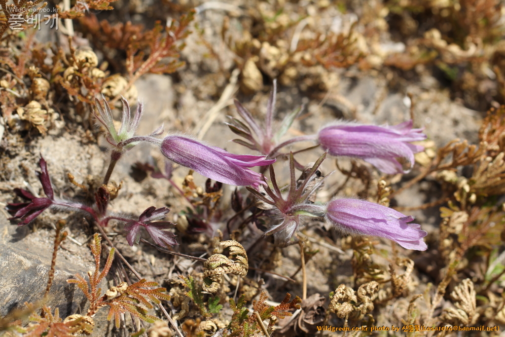 2021.03.23 긴동강할미꽃 (3).JPG