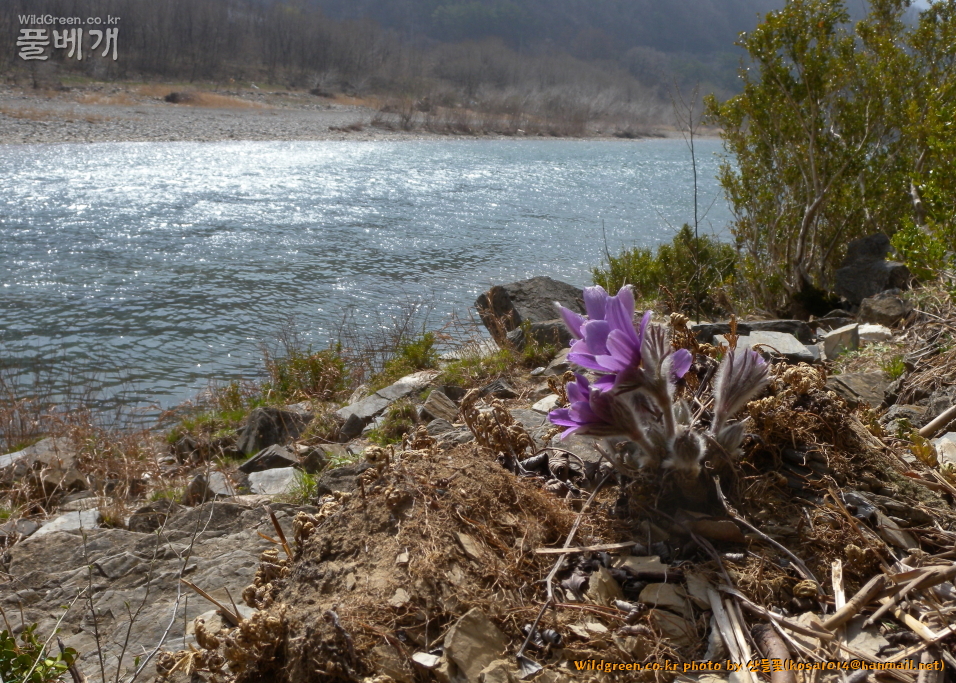 2021.03.23 동강할미꽃 (6).JPG