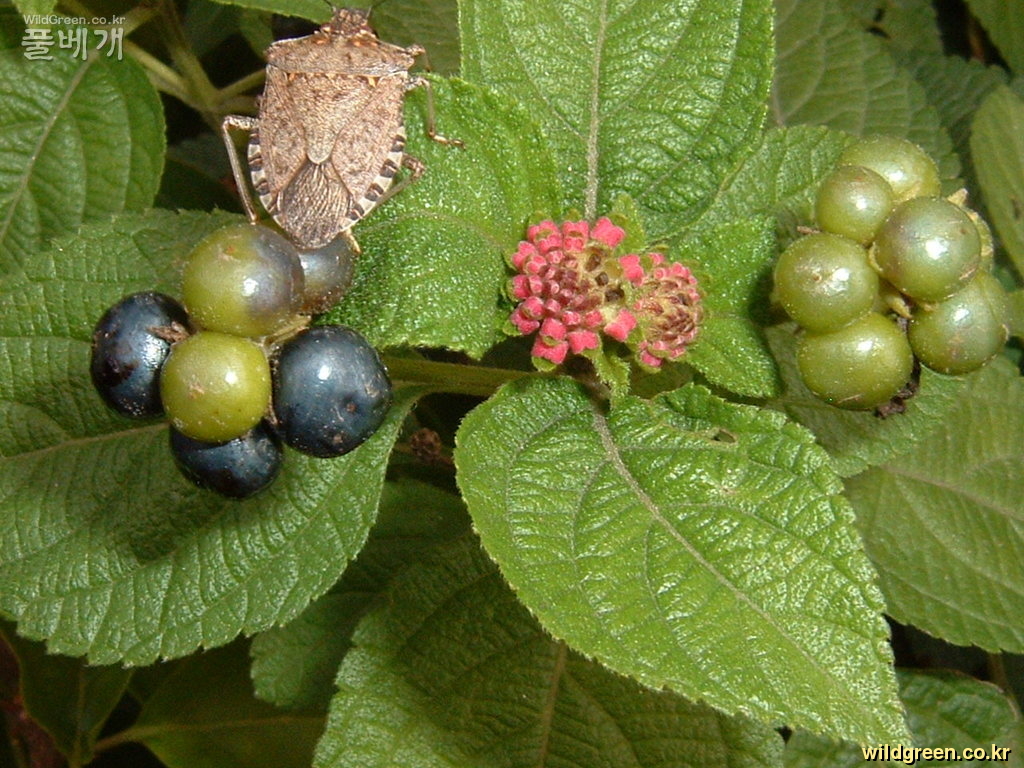 DSCF0007.JPG : 초 가을의 란타나