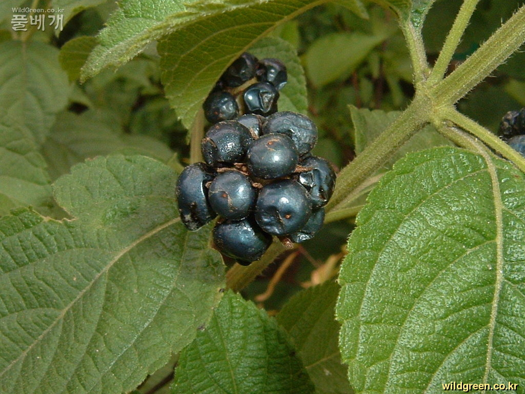 DSCF0008.JPG : 초 가을의 란타나