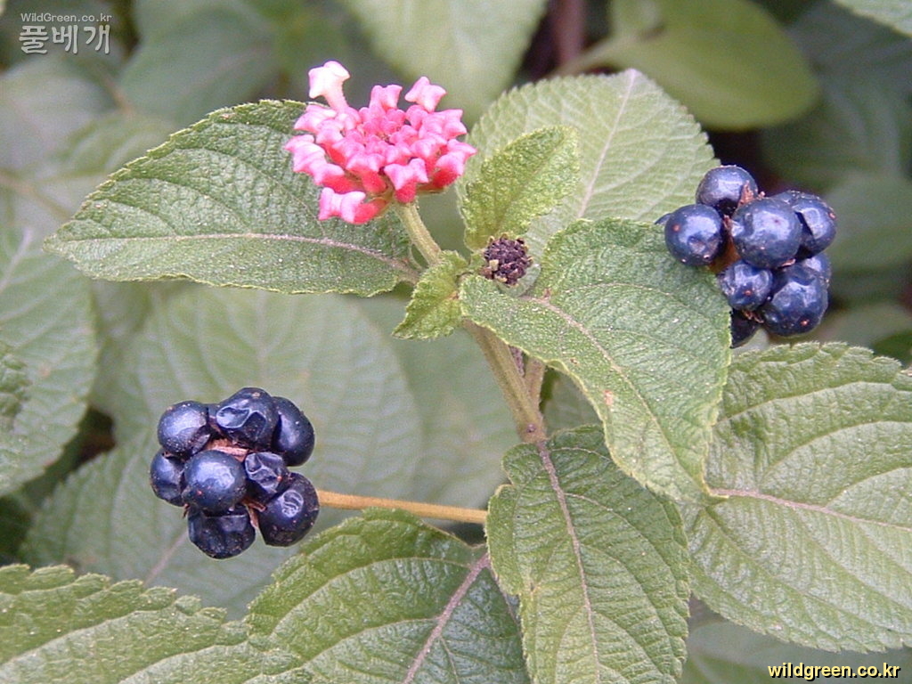 DSCF0005.JPG : 초 가을의 란타나