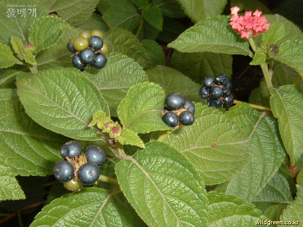 DSCF0006.JPG : 초 가을의 란타나