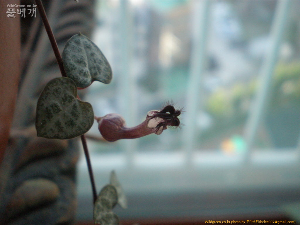 P7290078.JPG : 러브체인 꽃