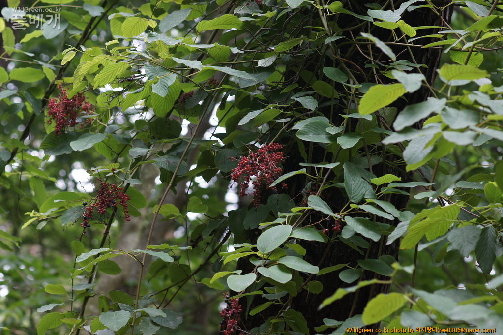 DSC07164.JPG : 안면도 보고