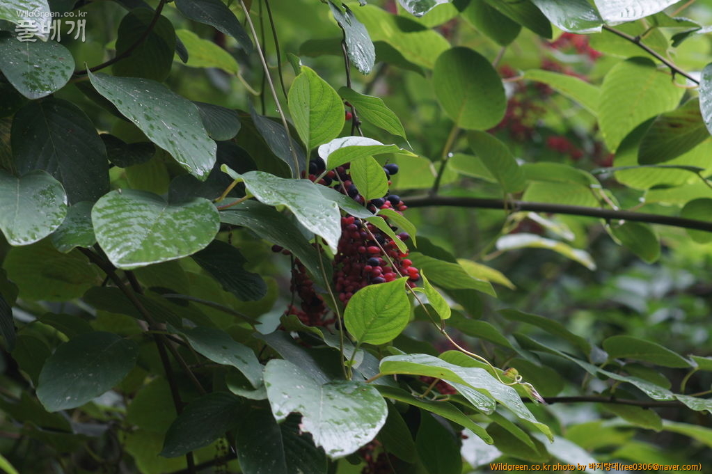 DSC06871.JPG : 안면도 보고