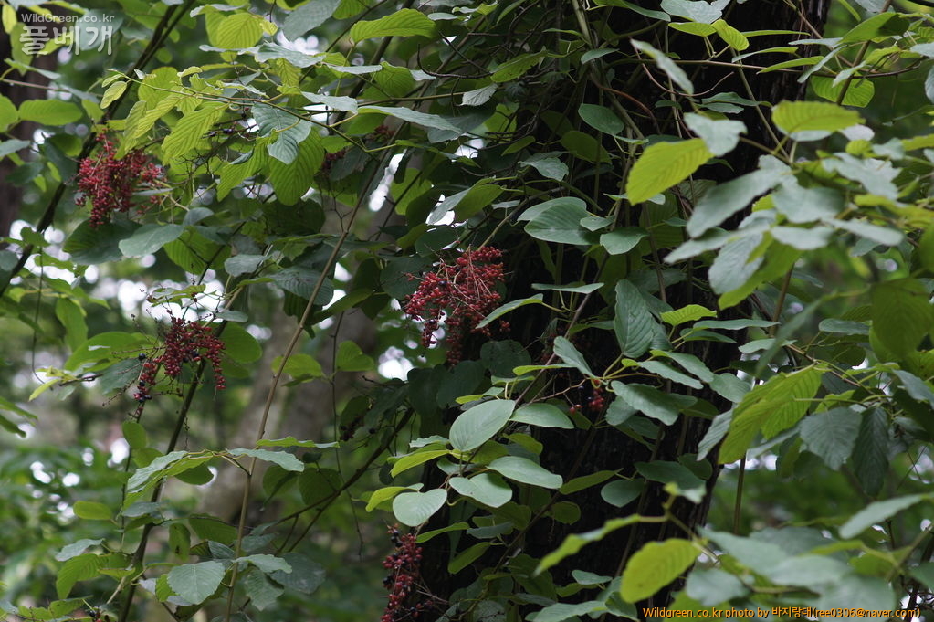 DSC07163.JPG : 안면도 보고