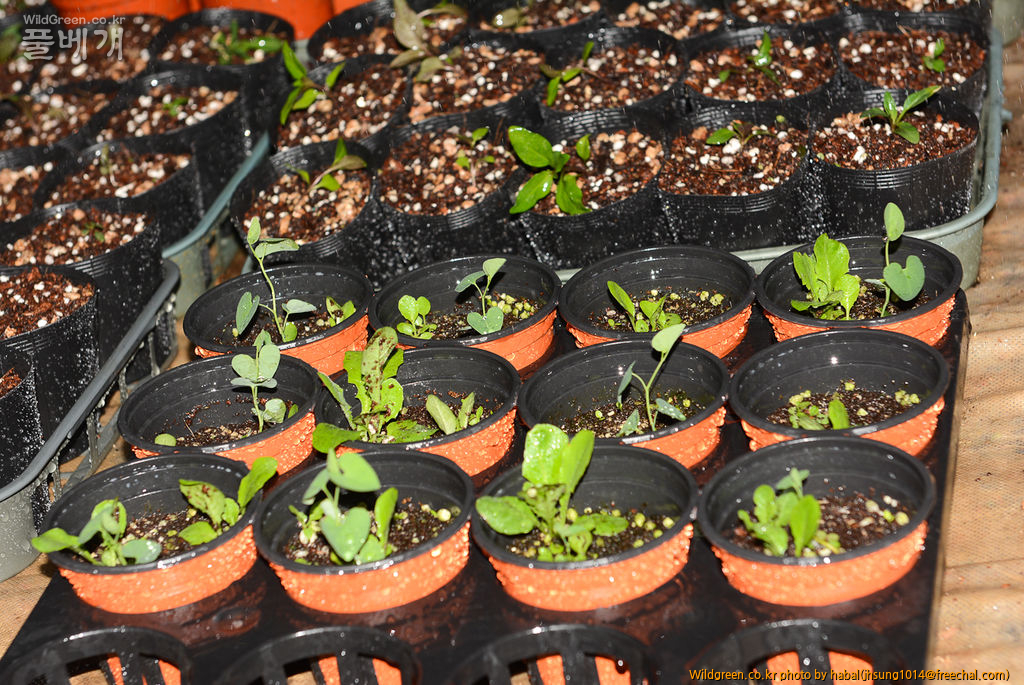 DSC_9426-1.jpg : 제법 갯취 느낌이 나네요.