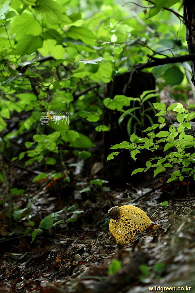노랑망태_9466.JPG : 노란망태버섯