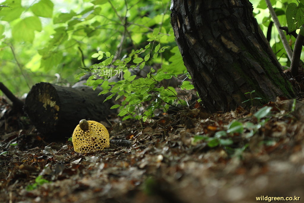 노란_9473.JPG : 노란망태버섯