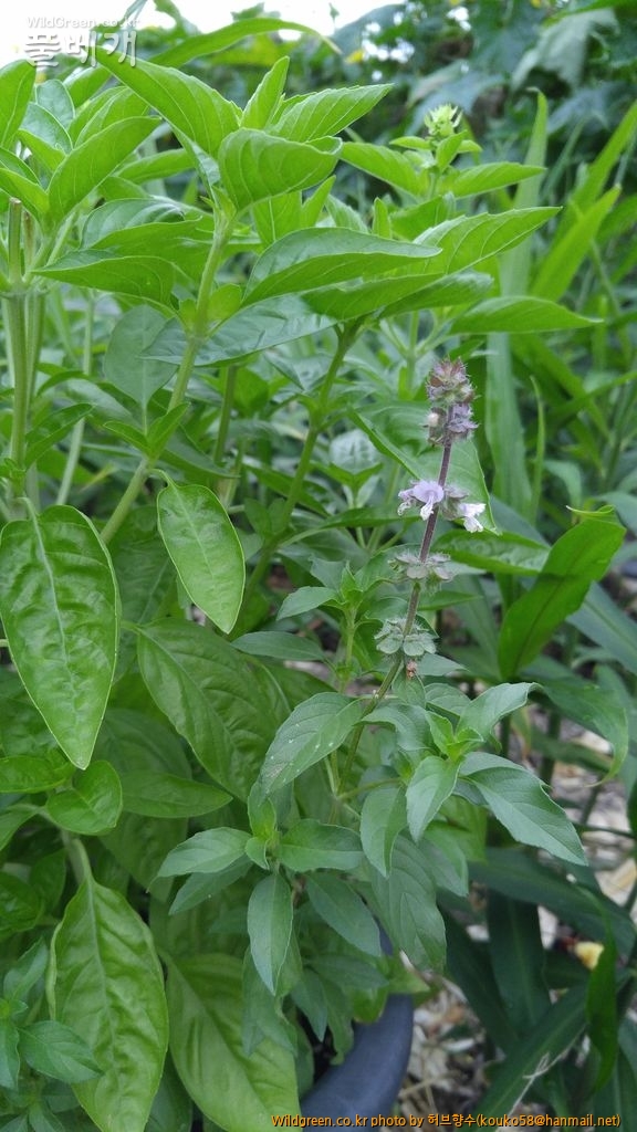 20160812_070506.jpg : 홀리 바질