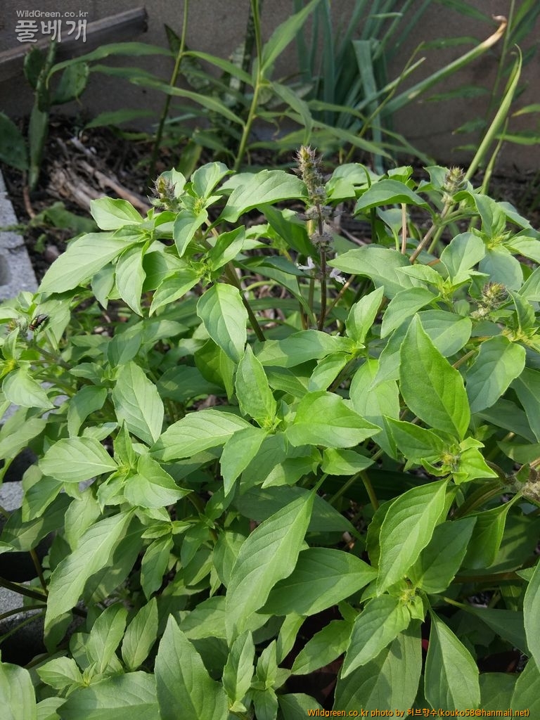 MyPhoto_1152994928_0415.jpg : 홀리 바질