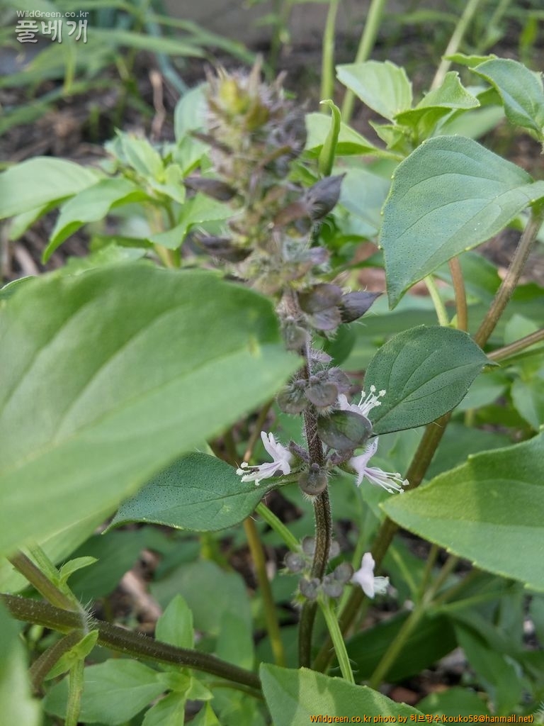 MyPhoto_1152994928_0412.jpg : 홀리 바질