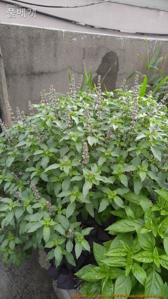 20160727_065628.jpg : 홀리 바질