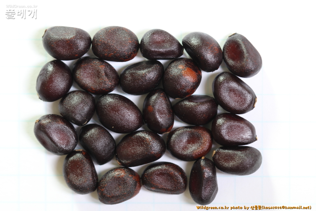 2020.08.12 참작약(분홍색) (2).JPG