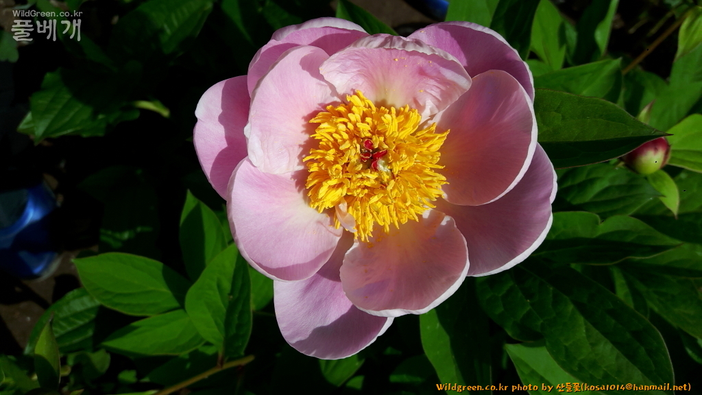 2020.08.12 참작약(분홍색) (1).JPG