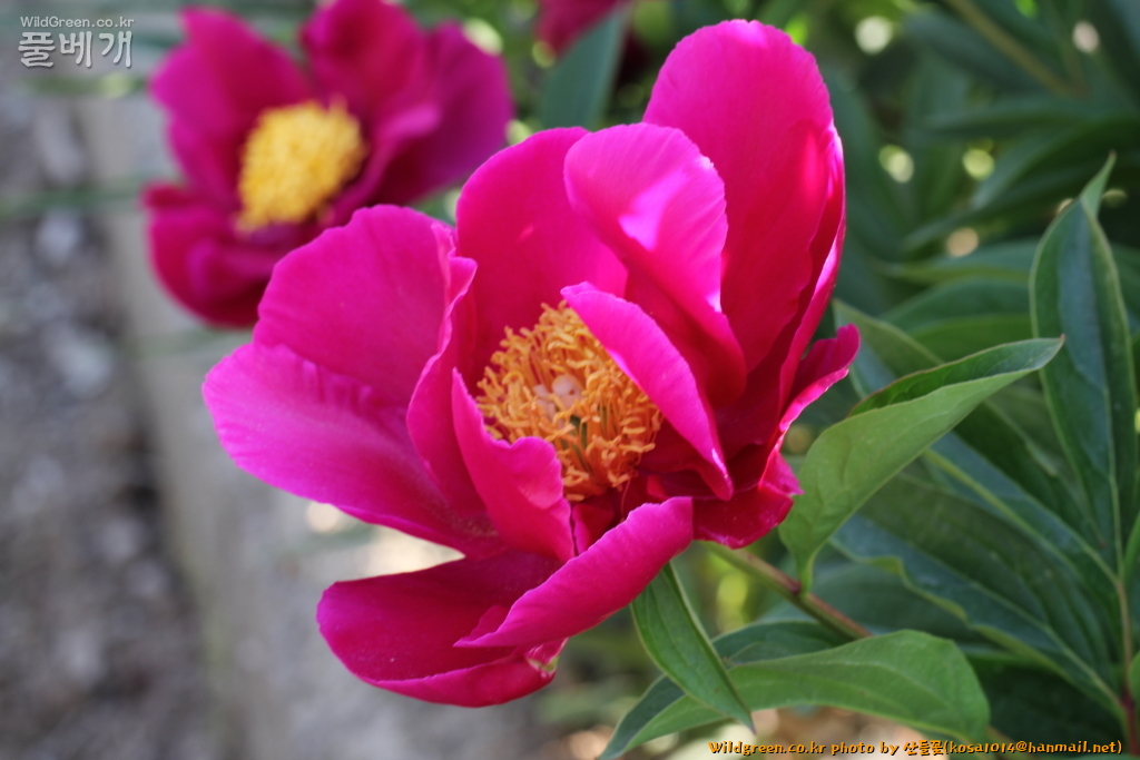 2020.08.12 작약 (1).JPG