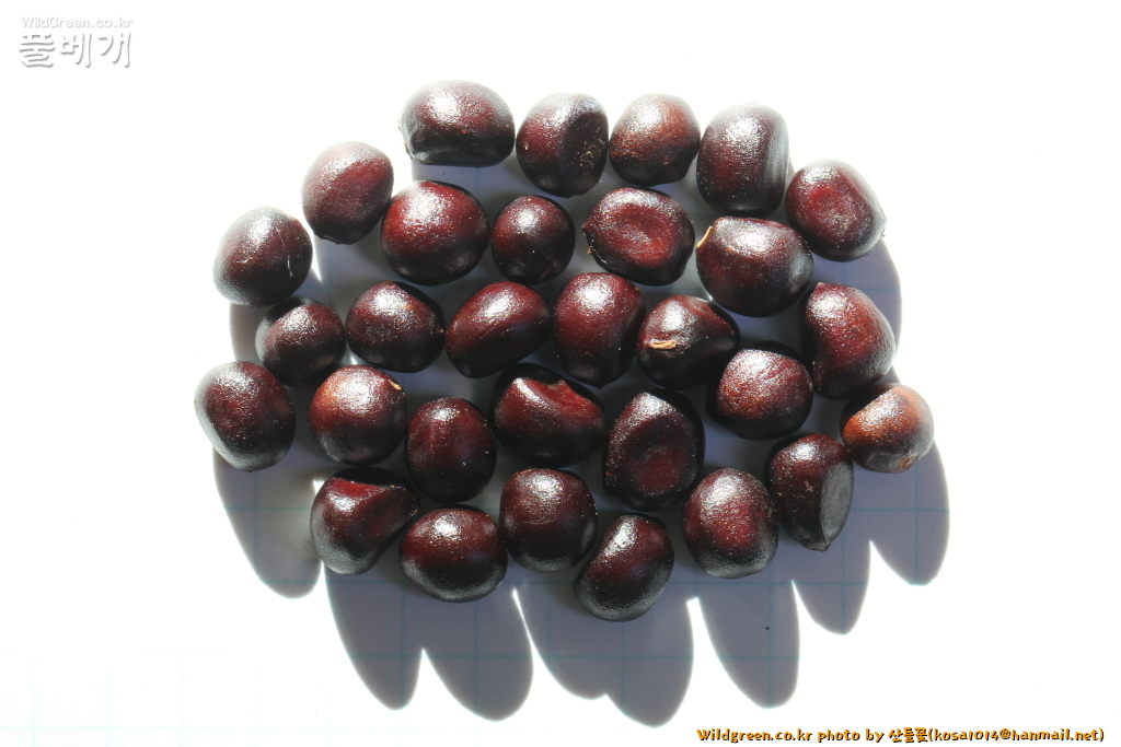 2020.08.12 참작약 (5).JPG