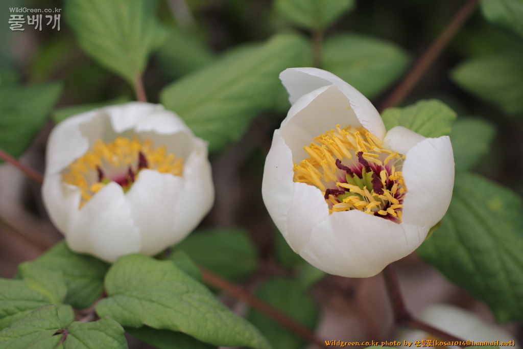 2020.08.12 백작약 (3).JPG