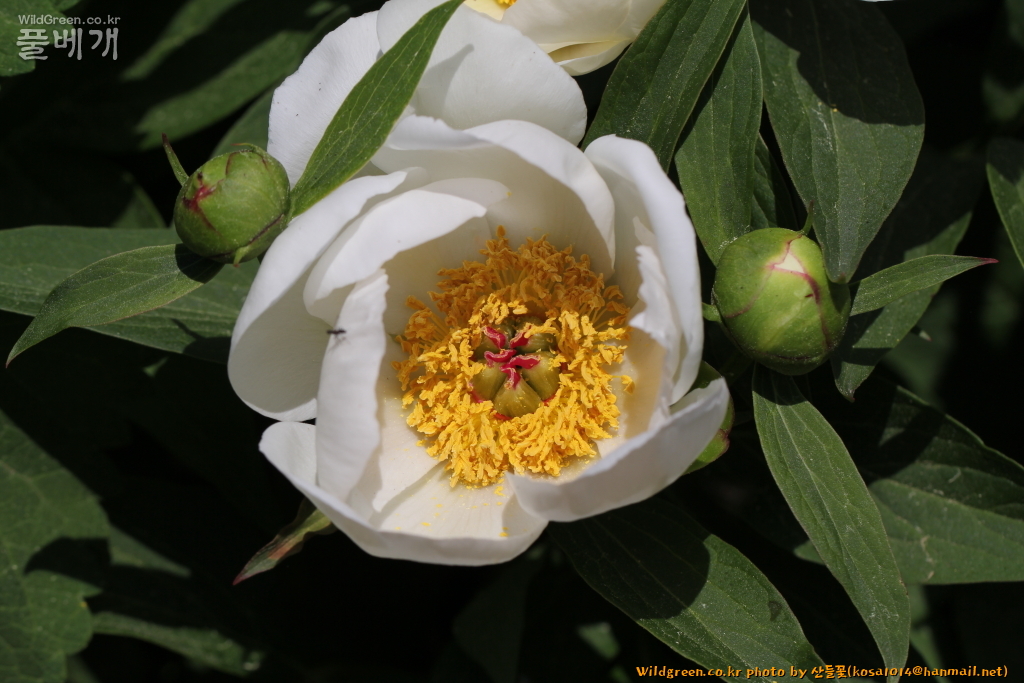 2020.08.12 호작약 (1).JPG