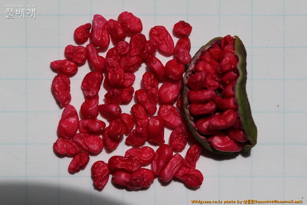 2020.08.12 백작약 (1).JPG