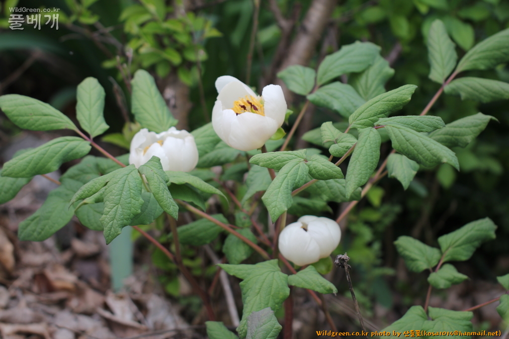 2020.08.12 백작약 (2).JPG