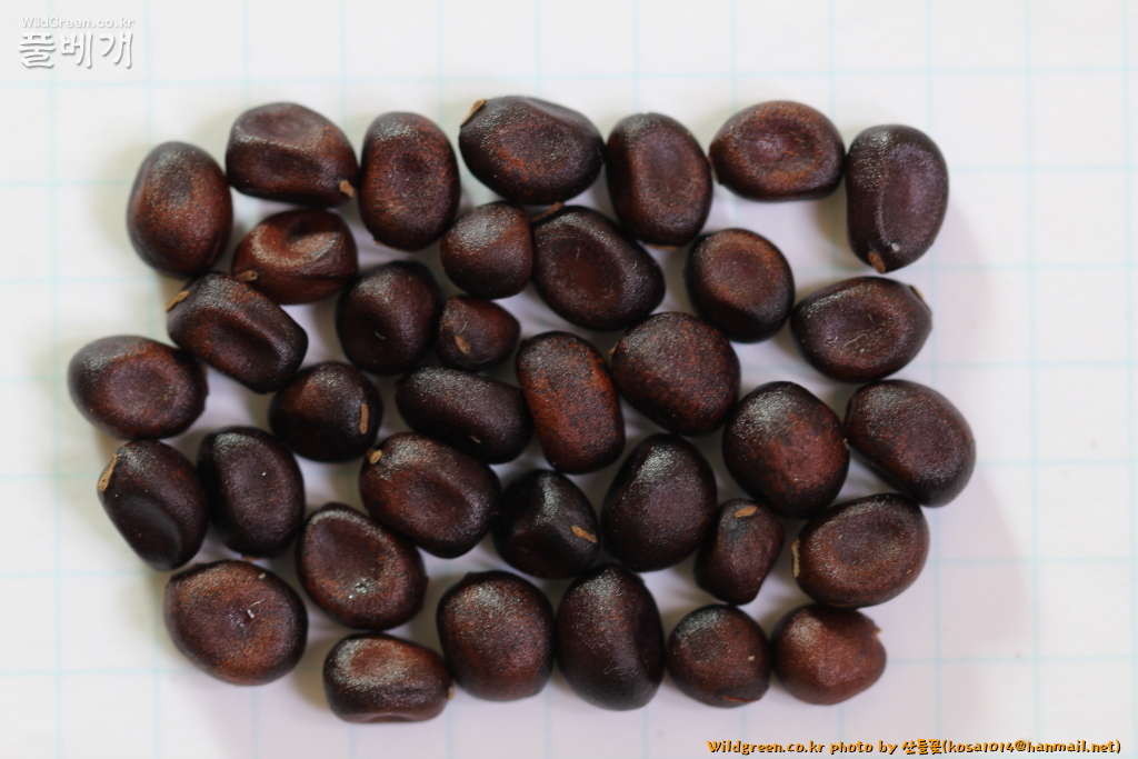 2020.08.12 호작약 (2).JPG