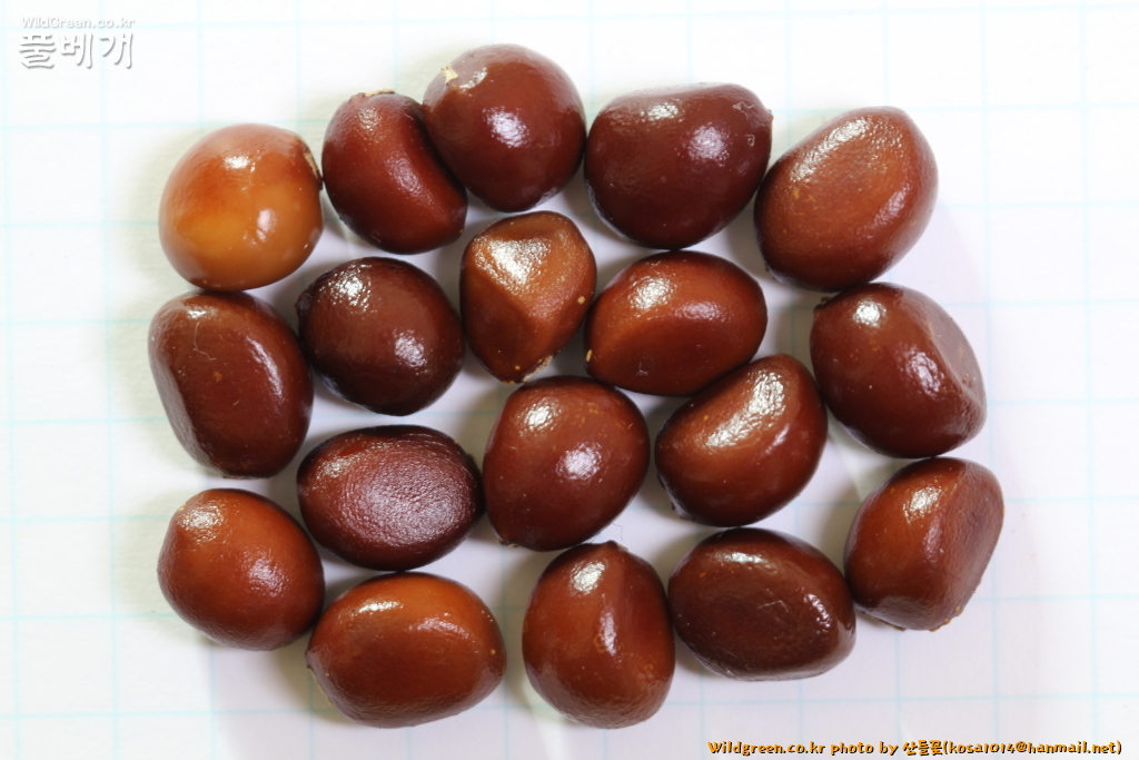 2020.08.12 작약 (2).JPG